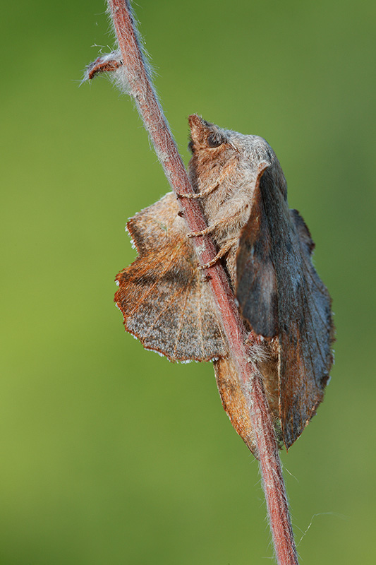 Identificazione falena - Phyllodesma (Phyllodesma) tremulifolia, Lasiocampidae